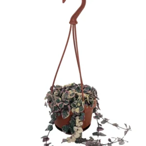 String of Hearts Rosary Vine - 4 Inch Hanging Basket - Ceropegia woodii - SALE