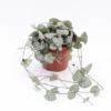 String of Hearts Succulents Ceropegia Woodii 4 inch Pot Trailing Plant