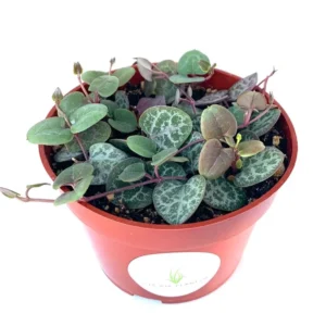 String of Hearts Succulents Ceropegia Woodii 4 inch Pot Trailing Plant