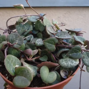 String of Hearts Succulents Ceropegia Woodii 4 inch Pot Trailing Plant