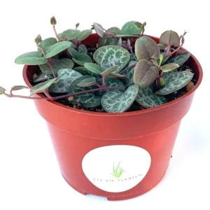 String of Hearts Succulents Ceropegia Woodii 4 inch Pot Trailing Plant