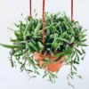 String of Pickles Succulent Hanging Plant - 6 Inch Pot - Othonna Capensis - Free Shipping