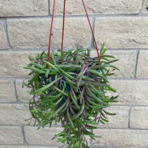 String of Pickles Succulent Hanging Plant - 6 Inch Pot - Othonna Capensis - Free Shipping