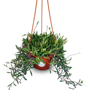 String of Pickles Succulent Hanging Plant - 6 Inch Pot - Othonna Capensis - Free Shipping