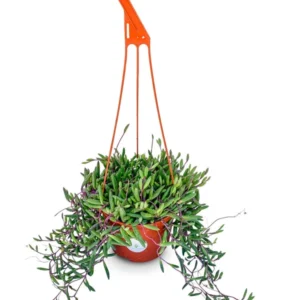 String of Pickles Succulent Hanging Plant - 6 Inch Pot - Othonna Capensis - Free Shipping