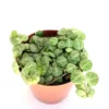 String of Turtles Plant Peperomia Prostrata - 4 inch Rare Succulent Houseplant