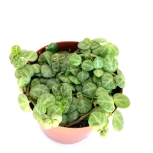 String of Turtles Plant Peperomia Prostrata - 4 inch Rare Succulent Houseplant