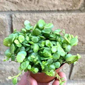 String of Turtles Plant Peperomia Prostrata - 4 inch Rare Succulent Houseplant