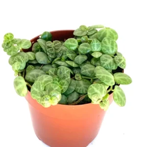 String of Turtles Plant Peperomia Prostrata - 4 inch Rare Succulent Houseplant