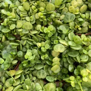 String of Turtles Plant Peperomia Prostrata - 4 inch Rare Succulent Houseplant