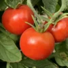 Stupice Tomato Plant - Very Early Exceptional Taste - 2.5" Pot - Red Fruit