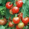 Stupice Tomato Plant - Very Early and Tasty - 4 Inch Pot