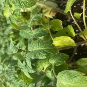 Stupice Tomato Plant - Very Early and Tasty - 4 Inch Pot