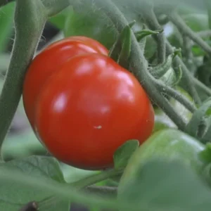 Stupice Tomato Plant - Very Early and Tasty - 4 Inch Pot