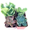 Succulent Plants Collection 4 Pack - Live Rooted Succulents in 2 inch Pots with Soil