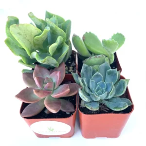 Succulent Plants Collection 4 Pack - Live Rooted Succulents in 2 inch Pots with Soil
