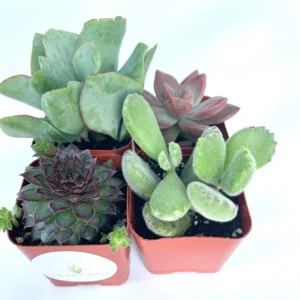 Succulent Plants Collection 4 Pack - Live Rooted Succulents in 2 inch Pots with Soil