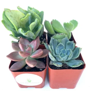 Succulent Plants Collection 4 Pack - Live Rooted Succulents in 2 inch Pots with Soil