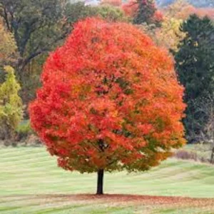 Sugar Maple Tree 12 to 24in Tall Acer Saccharum Bare Root Hard Maple Tree