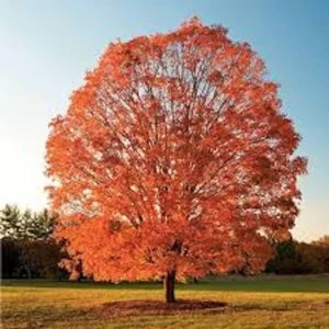 Sugar Maple Tree 12 to 24in Tall Acer Saccharum Bare Root Hard Maple Tree