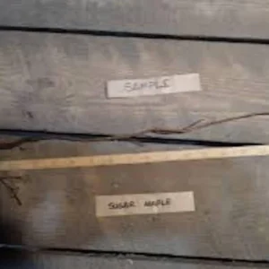 Sugar Maple Tree 12 to 24in Tall Acer Saccharum Bare Root Hard Maple Tree