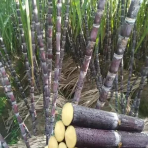 Sugarcane Seeds - 50 Sweet Cane Perennial Grass Seeds for Planting