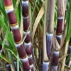 Sugarcane Seeds - 50 Sweet Cane Perennial Grass Seeds for Planting