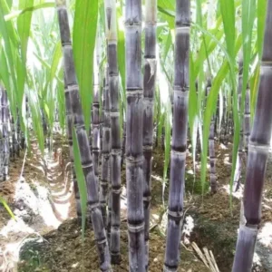 Sugarcane Seeds - 50 Sweet Cane Perennial Grass Seeds for Planting