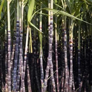 Sugarcane Seeds - 50 Sweet Cane Perennial Grass Seeds for Planting