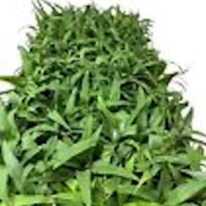 Sugarloaf Pineapple Plant Kona Sugarloaf Ananas Comosus Starter Plant Perennial Fruit Bush Edible