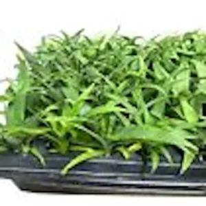 Sugarloaf Pineapple Plant Kona Sugarloaf Ananas Comosus Starter Plant Perennial Fruit Bush Edible