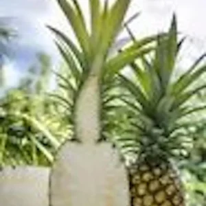 Sugarloaf Pineapple Plant Kona Sugarloaf Ananas Comosus Starter Plant Perennial Fruit Bush Edible