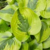 Summer Lovin Hosta, Lemon Lime Leaves, 4" Pot, Shade Perennial Plant