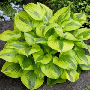 Summer Lovin Hosta, Lemon Lime Leaves, 4" Pot, Shade Perennial Plant