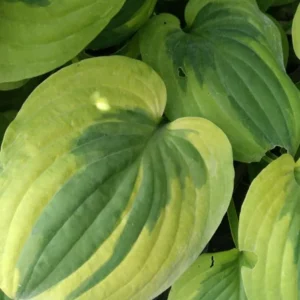 Summer Lovin Hosta, Lemon Lime Leaves, 4