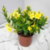 Sunbeam Yellow Dipladenia Madinia Live Plant Tropical Vine Bush/Shrub Accent
