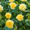 Sunblaze Golden - Miniature Rose Live Plants - Flower Plants - Bush/Shrub - Assorted Colors