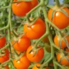 Sungold Tomato Plant - Super Sweet - 4 inch Pot - Garden Vegetable Plant