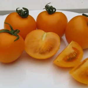 Sungold Tomato Plant - Super Sweet - 4 inch Pot - Garden Vegetable Plant