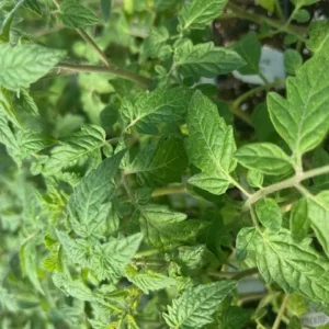 Sungold Tomato Plant - Super Sweet Variety - 2.5 Inch Pot - Edible Garden