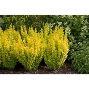 Sunjoy Gold Pillar Berberis - 4 Inch Pot - Garden Shrub