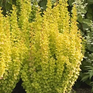 Sunjoy Gold Pillar Berberis - 4 Inch Pot - Garden Shrub