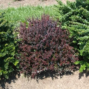 Sunjoy Mini Maroon Barberry - 4 Inch Shrub - Berberis Plant