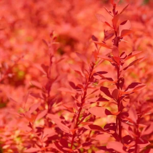 Sunjoy Neo Barberry Plant - Berberis Thunbergii - 4