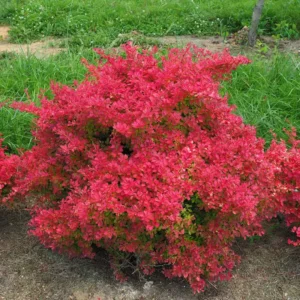 Sunjoy Neo Barberry Plant - Berberis Thunbergii - 4