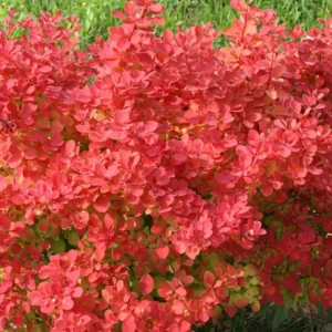 Sunjoy Neo Barberry Plant - Berberis Thunbergii - 4