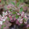 Sunjoy Sequins Berberis Thunbergii - 4" Pot - Colorful Foliage Shrub
