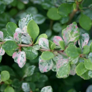 Sunjoy Sequins Berberis Thunbergii - 4