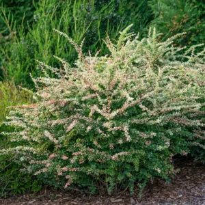 Sunjoy Sequins Berberis Thunbergii - 4