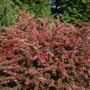 Sunjoy Sequins Berberis Thunbergii - 4